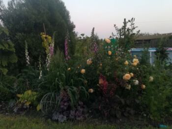 parkowo pnące angielskie róże graham thomas czyli lemon parody