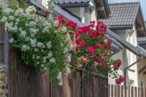 piękny widok róż pnących