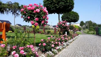 rabata różana róże leonardo da vinci