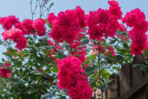 róża czerwona pnąca