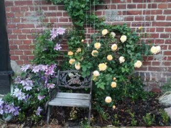 róża graham thomas