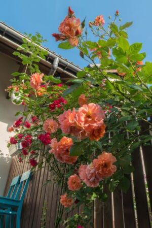 róża parkowa westerland