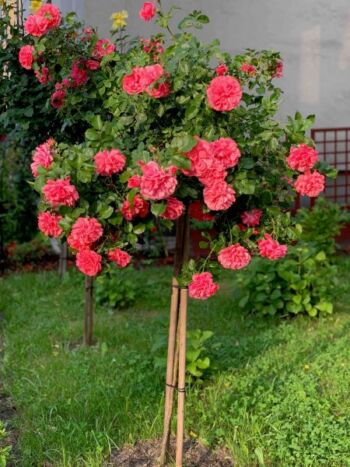 róża pienna super excelsa