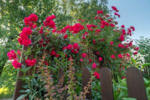 róża pnąca czerwon a