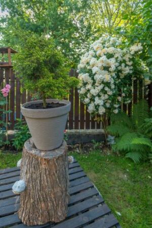 róża pnąca ghislaine de feligonde