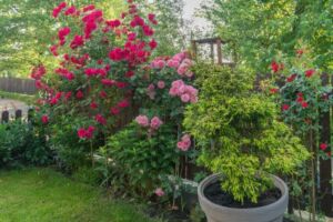 róża pnąca oraz parkowa