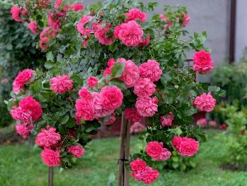 róża super excelsa na pniu zwisająca