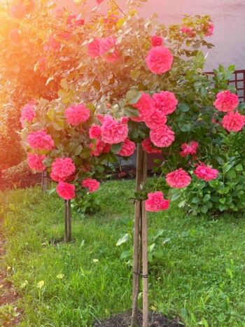 róża zwisająca super excelsa