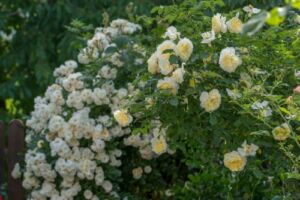 róże białe i żółte