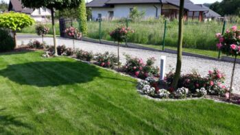 róże leonardo da vinci