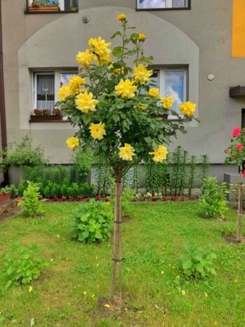 róże pienne korresia