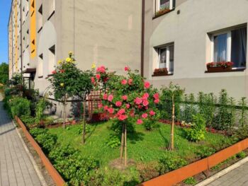 róże pienne korresia oraz super excelsa