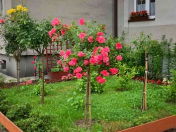 róże pienne ogrodowe