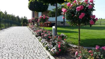 róże pienne oraz rabatowe leonardo da vinci