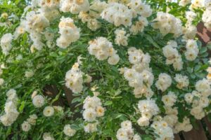 róże pnące białe