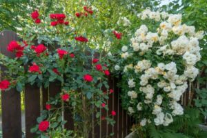 róże pnące białe oraz czerwone