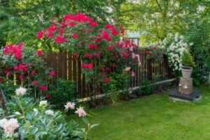 róże pnące przy płocie