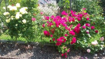 róże pnące żółte oraz różowe