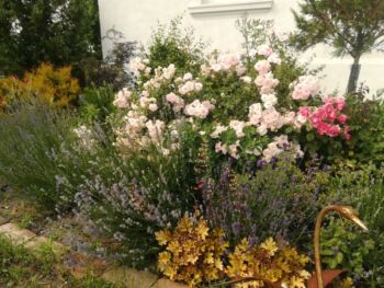 róża rabatowa bonica