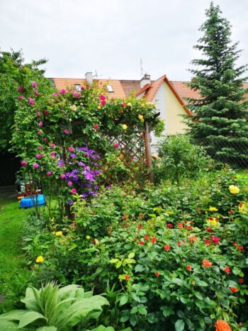 róże rabatowe oraz pnące