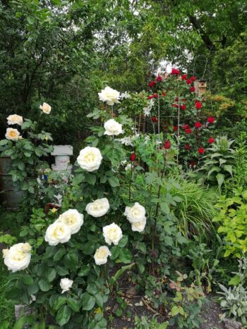 róże wielkokwiatowe chopin