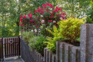 róże zdobiące wejście