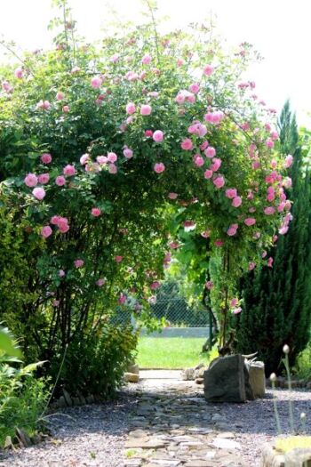 różowa róża pnąca