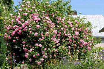 różowa róża pnąca rosarium