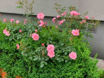 różowe róże ogrodowe