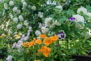 taras zdobiony białymi rózami