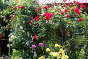 zestawienie róż pnących białych oraz czerwonych