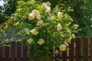 żółte róże pnące