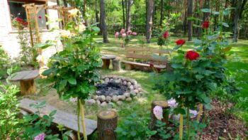 na pierwszym planie róże pienne peace