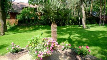 ogród pełen róż oraz innych roślin