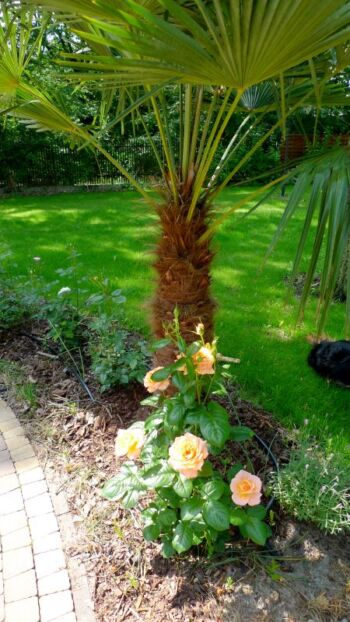 różany zawrót głowy