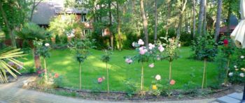 róże pienne ozdobą ogrodu