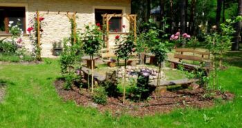 róże pienne pięknie komponujące się przy ławkach