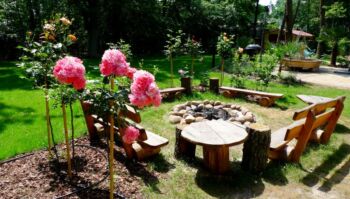 róże pienne w ogrodzie