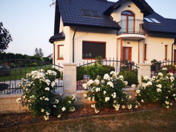 biała rabata różana przy płocie