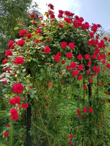 czerwona róża pnąca pięknie komponująca się wśród zieleni