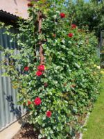 czerwone róże pnące