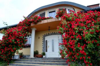 czerwone róże pnące cudownie komponują się przy wejściu