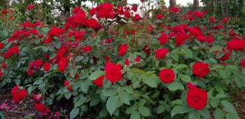 czerwone róże rabatowe