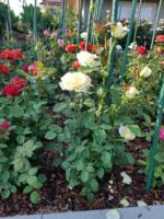 kolorowa kompozycja róż wielkokwiatowych