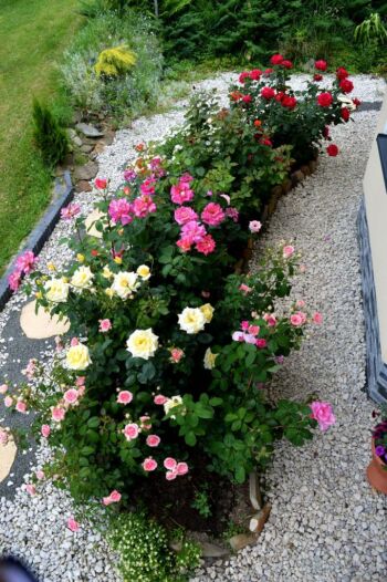 kolorowa rabata różana