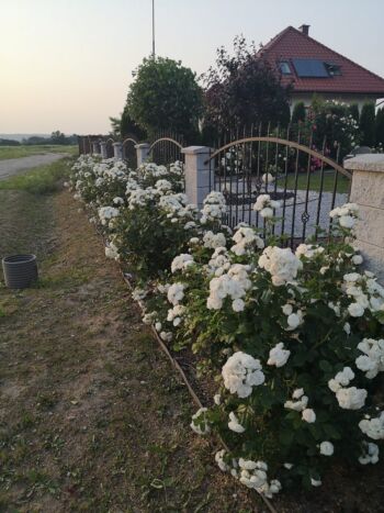 kompozycja róż białych