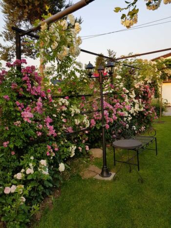 kompozycja róż białych z różowymi