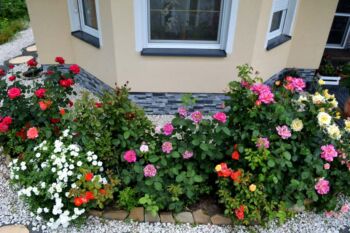 kompozycja róż w rabacie