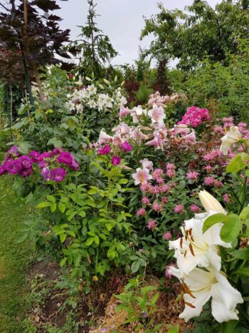 kompozycja róż wśród innych kwiatów