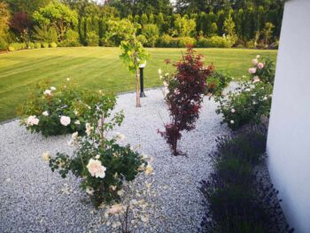 kompozycja różana wśród innych roślin